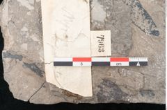 Foto (Detailansicht) von Myrica deperdita Unger (NHMW-GEO-2024-0188-7963)